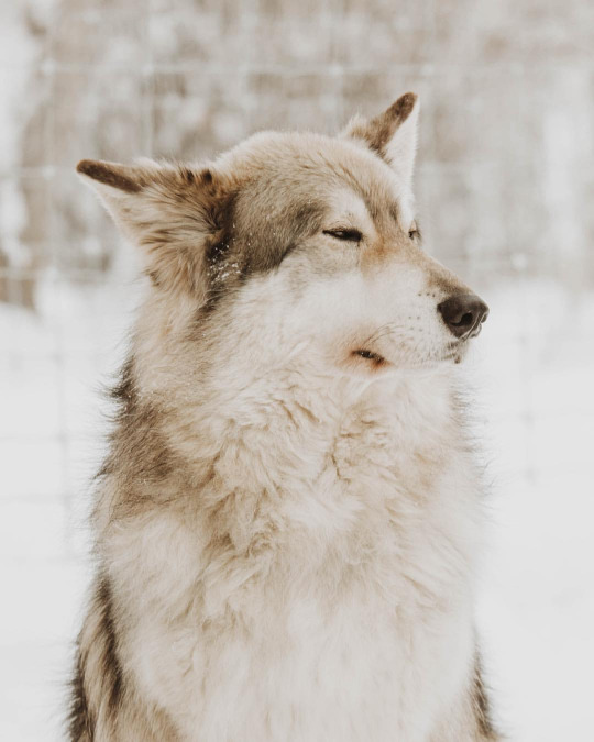 winter-wolf